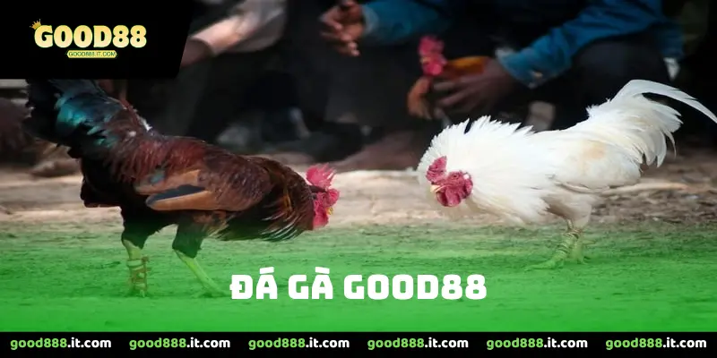 Đá Gà Good88